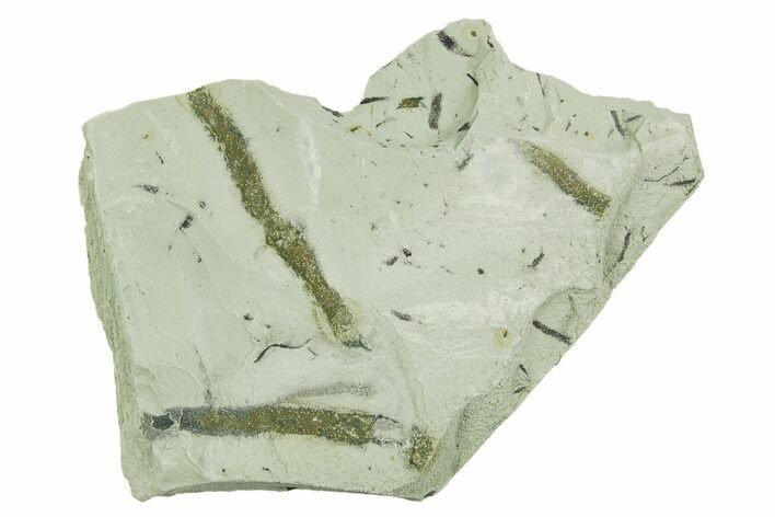 Plate of Silurian Fossil Algae (Kalania) Fossils - Estonia #369726